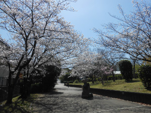 こころん前の桜♪